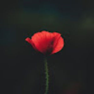 Meet your Posher, Lamar